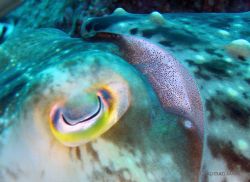 Cuttlefish eyeball. Lembeh, Indonesia, 2005. Canon A-95 w... by Leigh Chapman 
